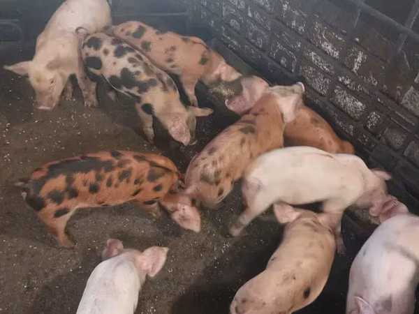 Sow, Pigs — Armenia