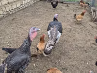 Turkeys — zdjęcie 3
