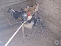 Chickens — photo 3