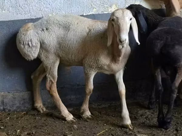 Biri-biri betina, Arashan sheep