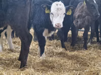 सांड, Simmental cattle — फ़ोटो 3