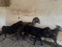 Ovce, Hissar sheep — foto 3