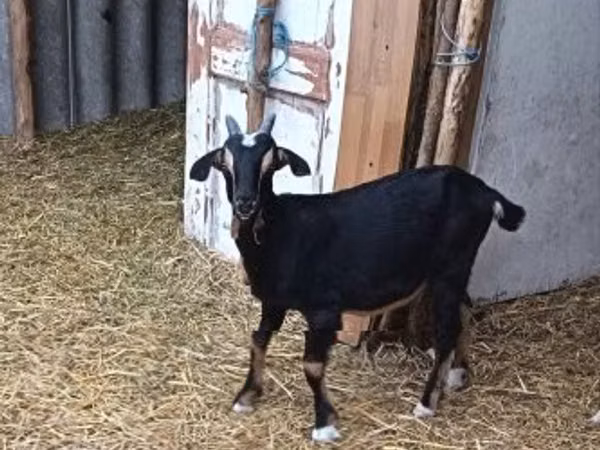 Billy Goat, Alpine goat