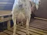 Geit, LaMancha goats — foto 3