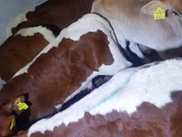 Dibi, Simmental cattle — sawirka 1