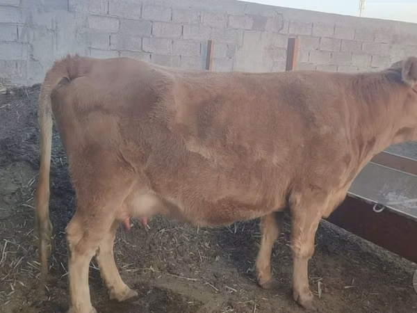Cow, Cattle — Uzbekistan