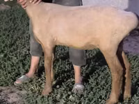 Pecora, Arashan sheep — foto 3