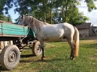 Horse (M), Hungarian horse breed — photo 2