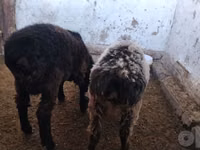 Ram, Sheep — photo 1