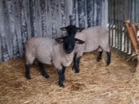 أغنام (دفعة، الجنس غير محدد), White Suffolk sheep — الصورة 3