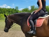 ሴት ፈረስ, Horses — ፎቶ 3