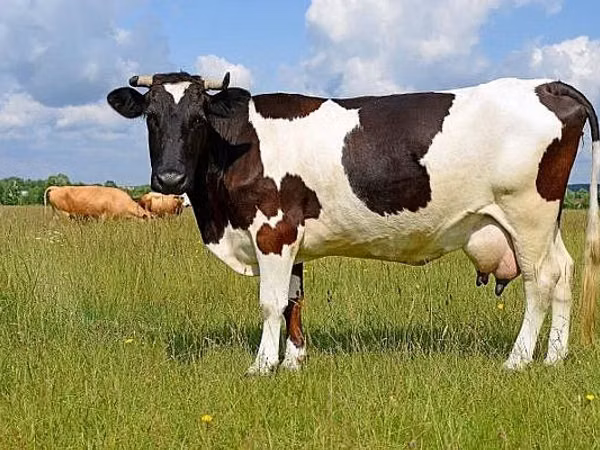 Vache, Race Holstein — Moldavie