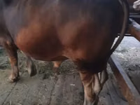 Bull, Swiss cattle — photo 4