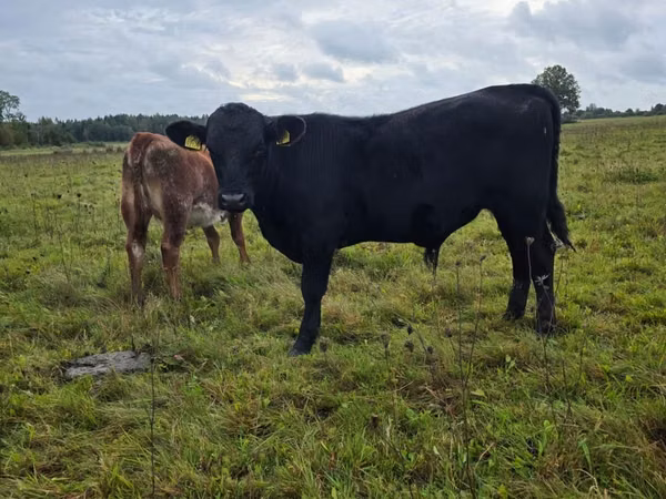 Bull, Aberdeen-Angus — Poland
