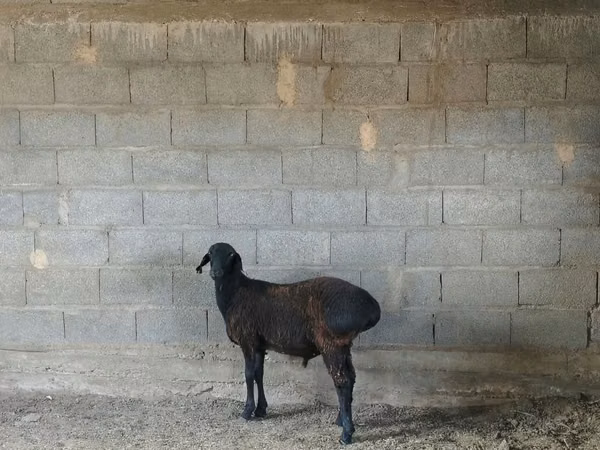 Sheep, Hissar sheep — Kazakhstan