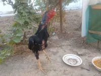 Chickens — รูปภาพ 3