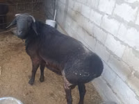 Kambing jantan, Sheep — foto 2
