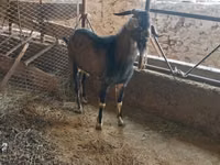 Ri’ lab, Goats — sawirka 3