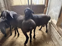 የጎትት አውራ በግ, Sheep — ፎቶ 3
