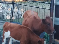Bull, Cattle — photo 2
