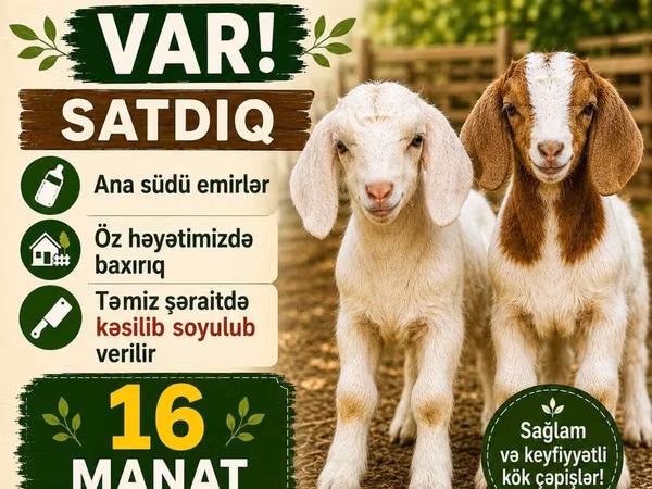 Goats (batch, sex not specified), Goats — Azerbaijan