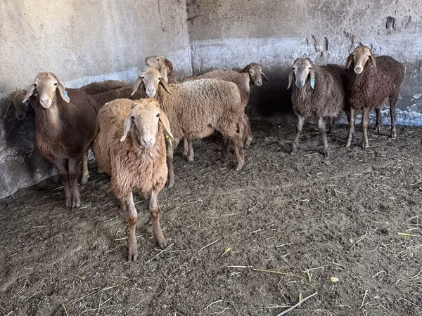 میش, گوسفند — قرقیزستان
