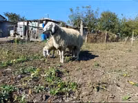 Beran, Ovce — foto 2