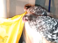 Chickens — photo 5
