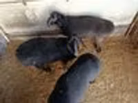 Ram, Sheep — photo 2