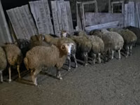 Ram, Sheep — photo 2