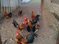 Holandský bantam — foto 1