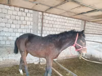 اسب نر, Kyrgyz Horse — عکس 3
