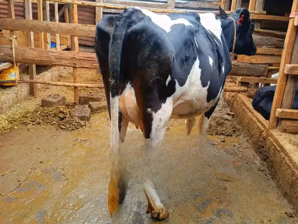 Mucca, Razza Holstein