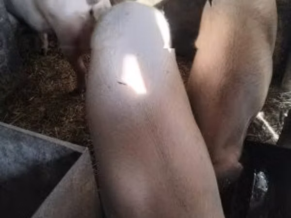 Boar, Pigs — Hungary