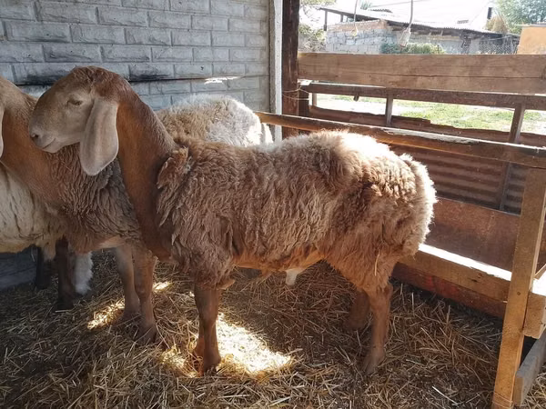 Ovan, Arashan sheep — Киргистан