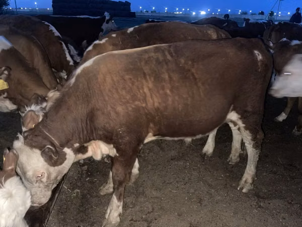 公牛, Simmental cattle — 哈萨克斯坦