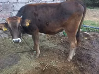 Bull, Cattle — photo 3