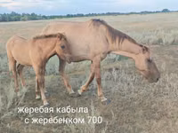 Mare, Horse breed — photo 3