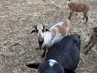 แกะ (เป็นล็อต, ไม่ระบุเพศ), Cameroon sheep — รูปภาพ 7