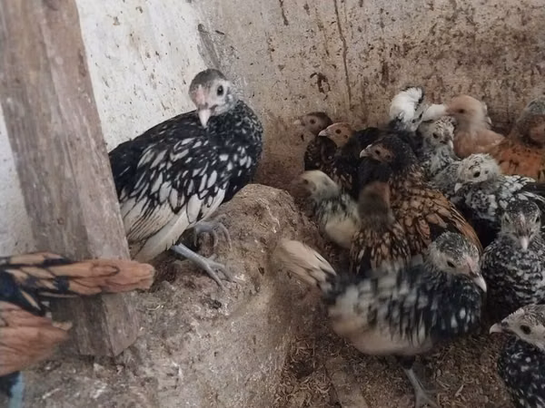 Chickens — 阿塞拜疆