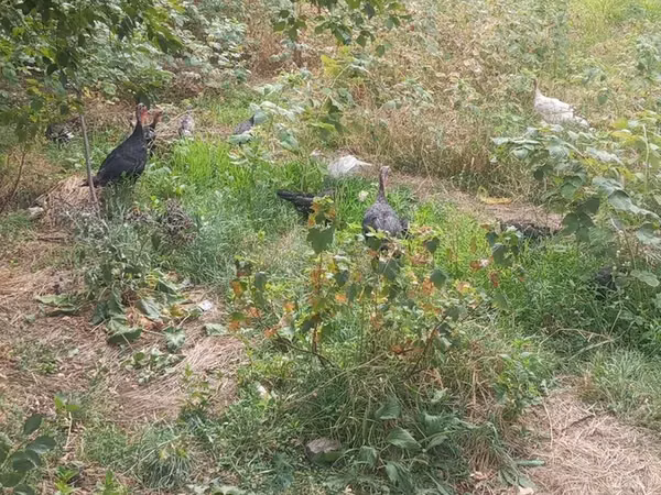 Turkeys — Kyrgyzstan