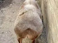 Owca, Owce — zdjęcie 5