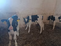 公牛, Cattle — 照片 4
