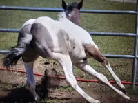 Horse (M), National Show Horse — photo 7