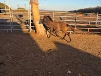 Kůň, Hucul pony — foto 6