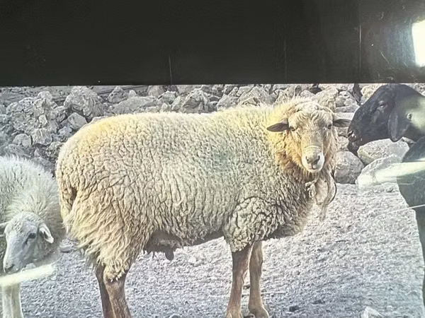 قوچ, Dorper sheep