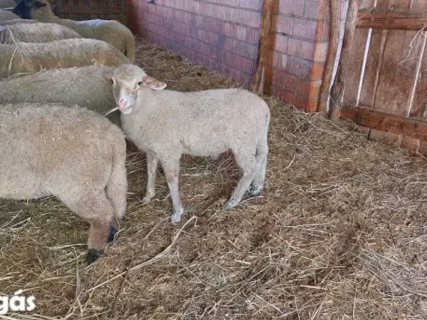 Ram, Sheep — Hungary