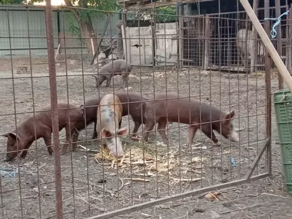 Boar, Pigs — Hungary