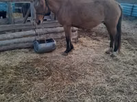 Mare, Horse breed — photo 4