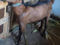 بز نر, Nubian Goat — عکس 2